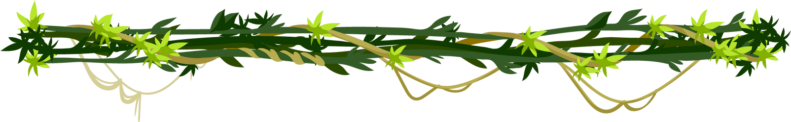 Rainforest liana plant, exotic leaves on branch