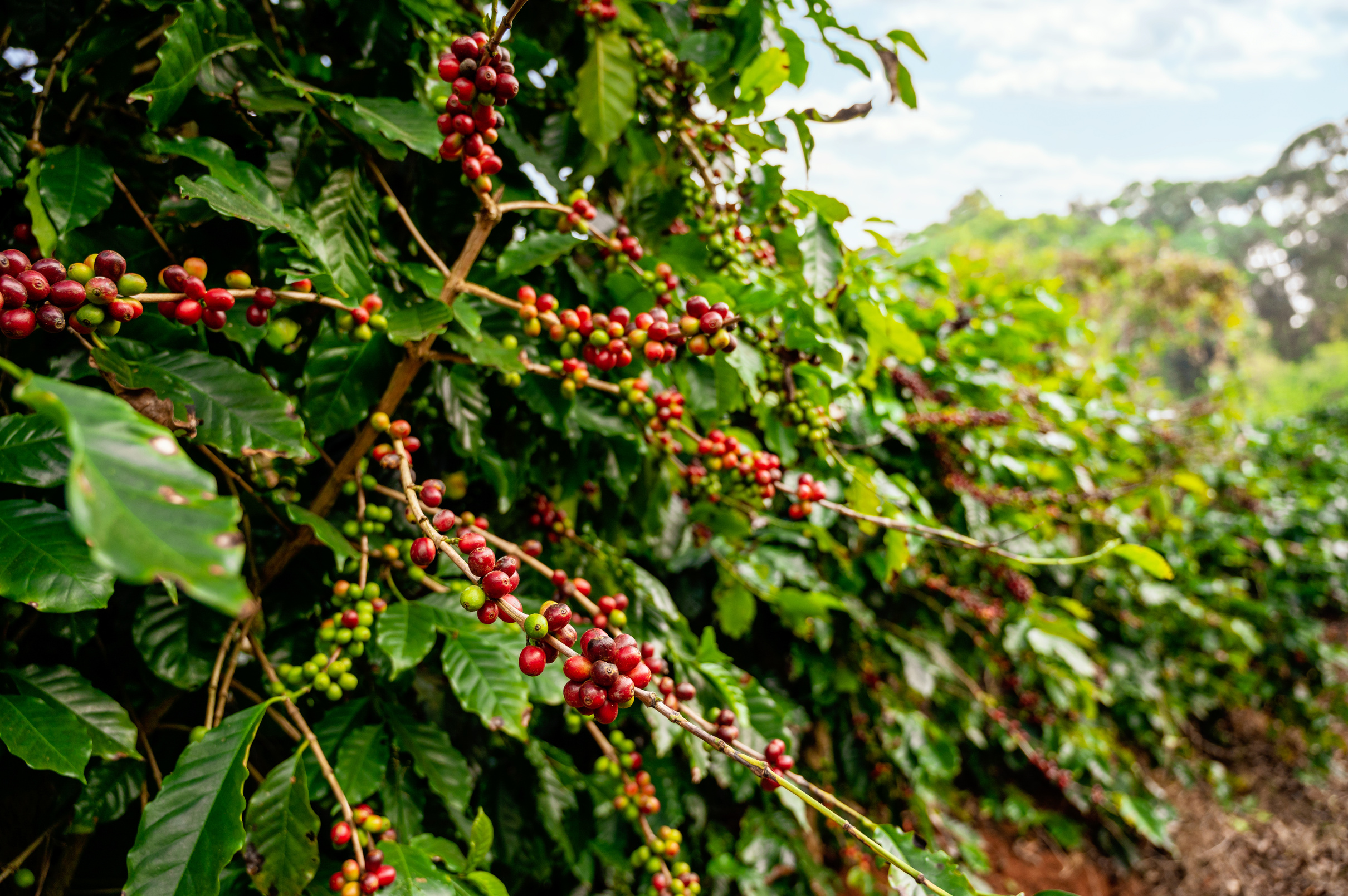 Coffee Beans in Coffee Plantation 